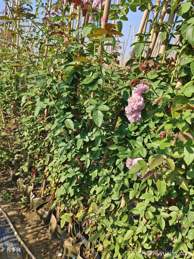  插竹竿美植袋蓝色阴雨爬藤月季价格(图3)