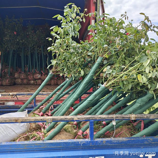 精品2.5-3.5公分树状月季发货杭州萧山花木城(图2)