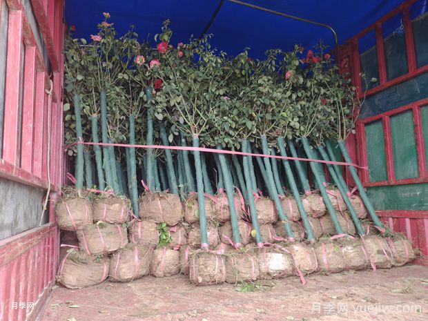 精品3公分独杆树状月季大量上市批发(图2) 精品3公分独杆树状月季大量上市批发(图2)