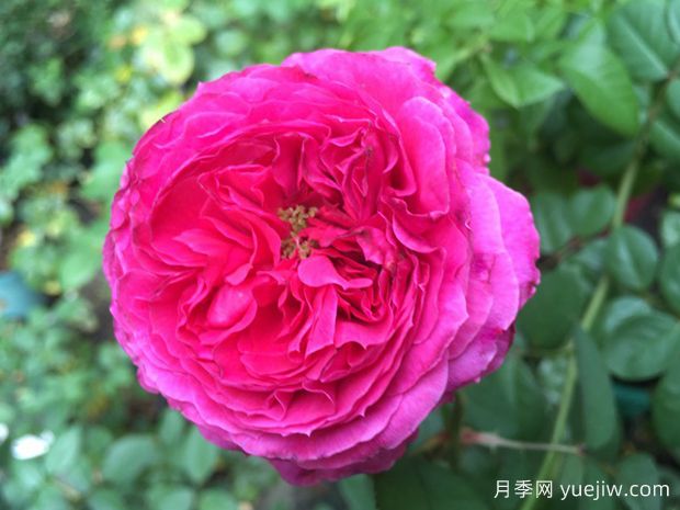 赤影月季(图1) 赤影月季(图1)