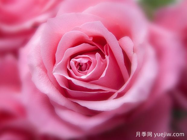 大花月季开花时间有哪些因素的影响?(图1) 大花月季开花时间有哪些因素的影响?(图1)