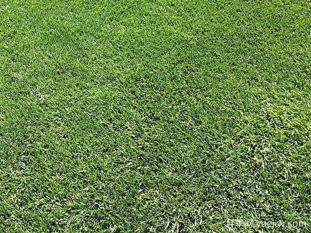 白露至,秋季绿化苗木和草坪养护管理要点(图1) 白露至,秋季绿化苗木和草坪养护管理要点(图1)