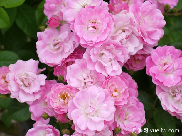 飞飞女侠月季(图1) 飞飞女侠月季(图1)