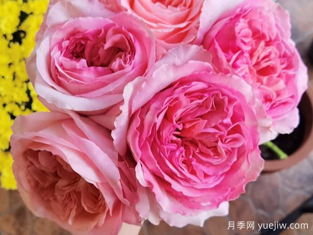 粉色爆炸月季(图1) 粉色爆炸月季(图1)