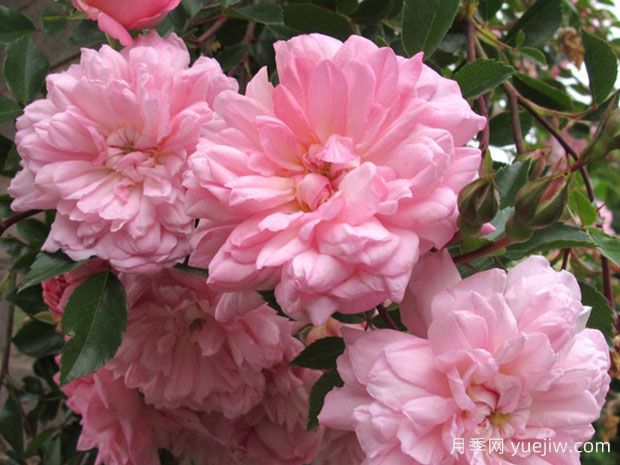 弗朗索瓦月季(图1) 弗朗索瓦月季(图1)