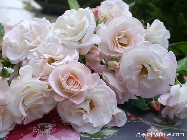 弗朗索瓦教皇月季(图1) 弗朗索瓦教皇月季(图1)