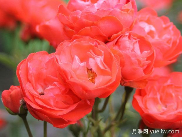 父亲节月季(图2) 父亲节月季(图2)