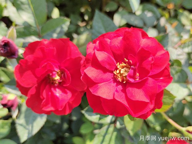 盆栽莫海姆月季优秀丰花南阳基地批发供应(图1) 盆栽莫海姆月季优秀丰花南阳基地批发供应(图1)