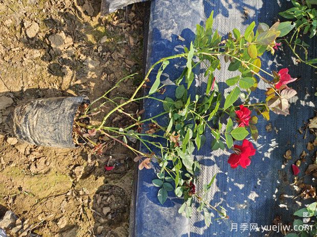 盆栽莫海姆月季优秀丰花南阳基地批发供应(图3) 盆栽莫海姆月季优秀丰花南阳基地批发供应(图3)