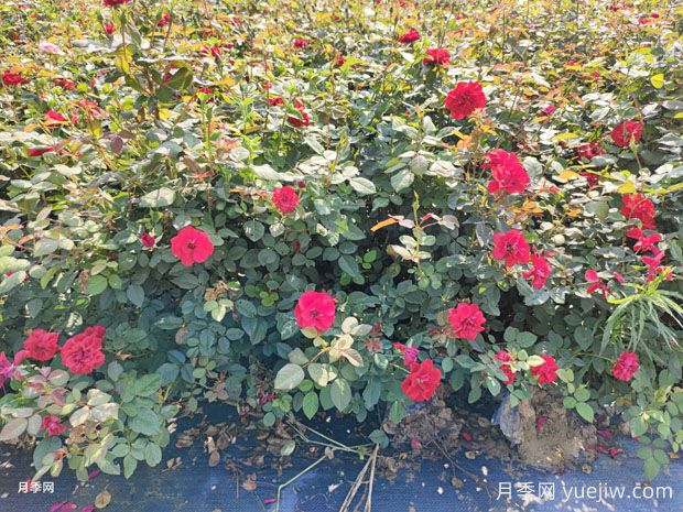 盆栽莫海姆月季优秀丰花南阳基地批发供应(图2) 盆栽莫海姆月季优秀丰花南阳基地批发供应(图2)