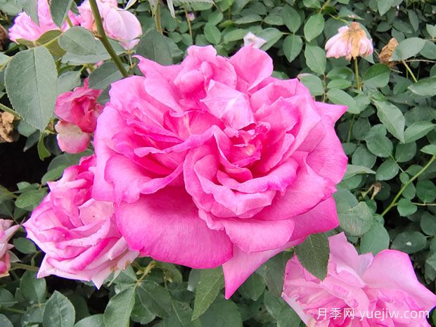 月季网：2025年最热门十大大花月季品种(图10)