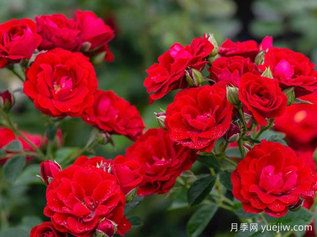 樱桃霜玫迪兰月季/樱桃冰霜Overedclimb(图2)