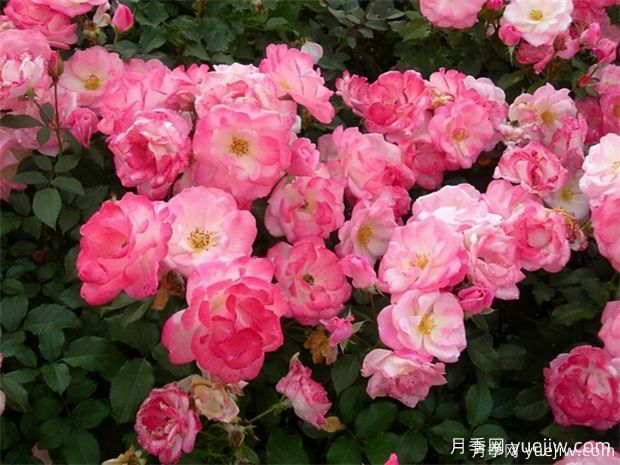 4种月季花量大生长快，适合打造藤本花墙拱门，新手也能养好(图3)