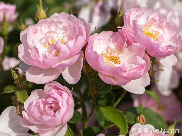 15个优秀英国奥斯汀灌木月季品种大赏(图3)
