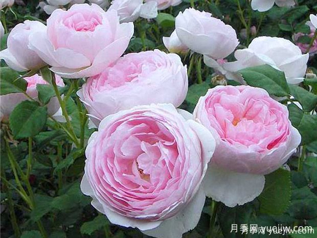 15个优秀英国奥斯汀灌木月季品种大赏(图5)