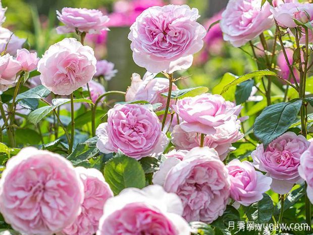 15个优秀英国奥斯汀灌木月季品种大赏(图7)