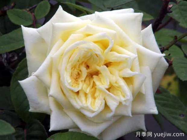 花园珍珠月季(图1) 花园珍珠月季(图1)