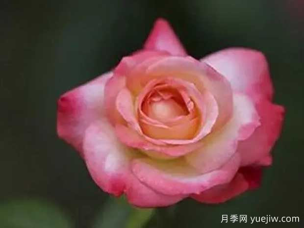 天国钟声月季(图1) 天国钟声月季(图1)