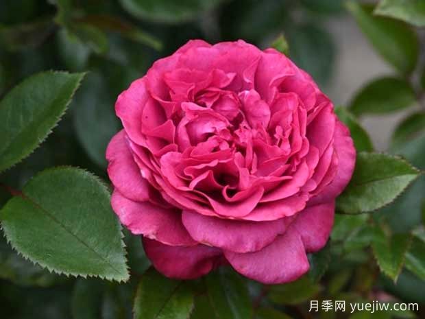 旧日之花月季/往日花/维也纳玫瑰(图1)