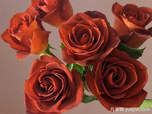 咖啡德玛月季/咖啡厅(图1)