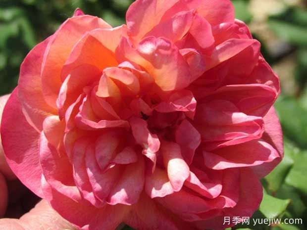 克莱蒙蒂娜月季/克莱门蒂娜(图1) 克莱蒙蒂娜月季/克莱门蒂娜(图1)