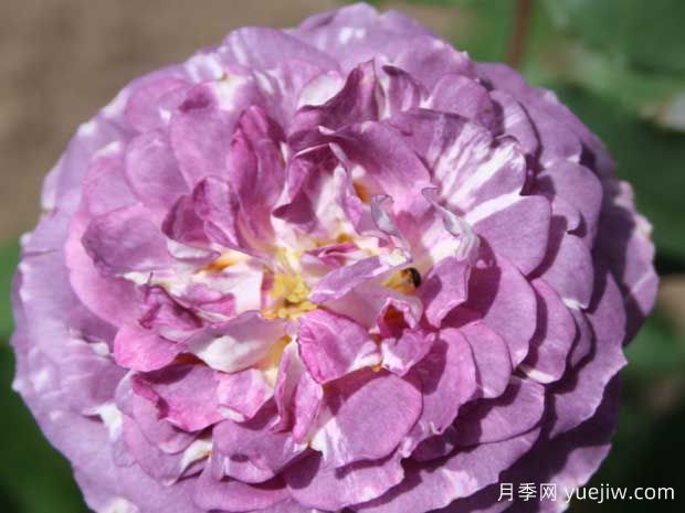 蓝色探戈月季(图1)