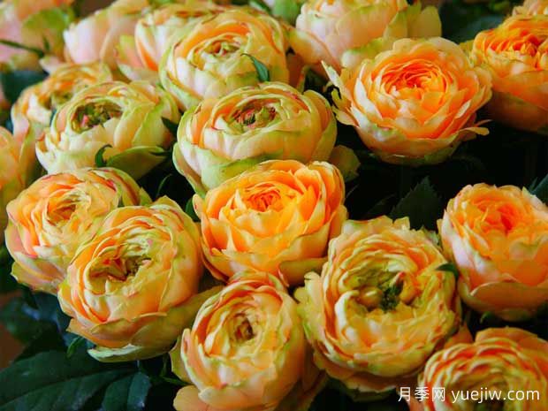 浪漫太阳神月季(图1)