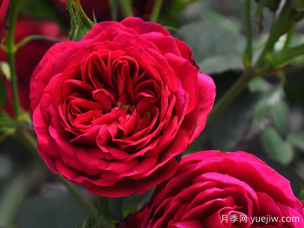 刘易斯卡罗尔月季/路易斯卡罗月季(图1)