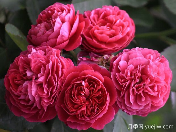 洛特二百年庆月季/吉洛二百年庆(图1) 吉洛二百周年月季/洛特二百年庆(图2)