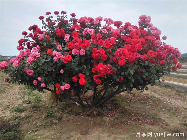 南阳卧龙区1200余种月季和35万盆菊花喜迎国庆(图1)