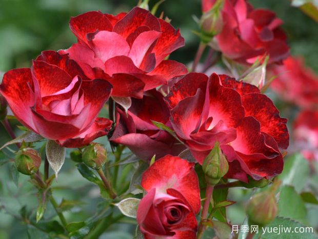 洛维塔月季(图1) 洛维塔月季(图1)