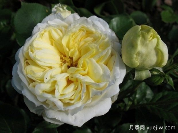 玛丽公主城堡月季(图1)