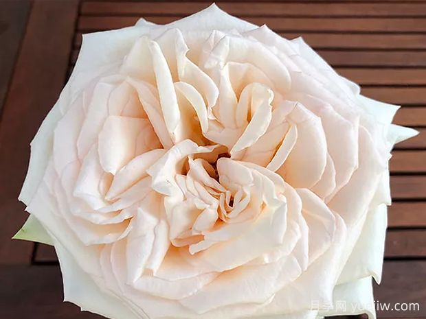 玛雅公主月季/夜雨月季(图1)