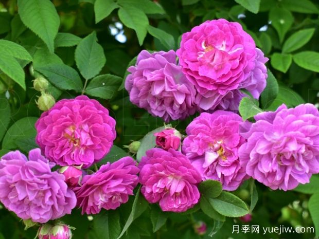 曼宁顿蔷薇(图1) 曼宁顿蔷薇(图1)