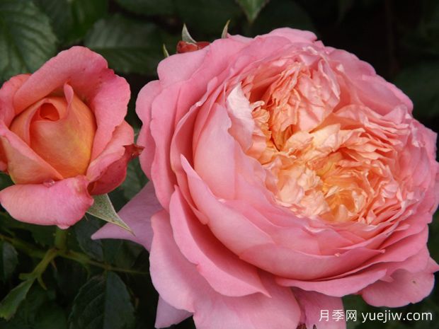 米歇尔翁弗雷月季/玫瑰哲理月季(图1)