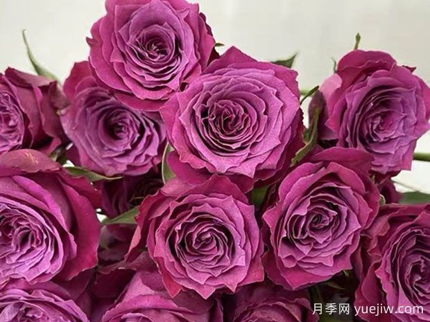 帕西欧月季/帕希欧(图1)