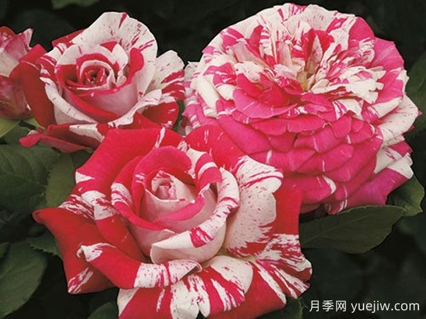 尼尔戴蒙德月季(图1) 尼尔戴蒙德月季(图1)