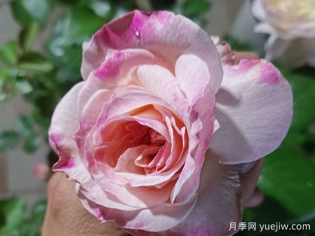 女神月季(图1) 女神月季(图1)