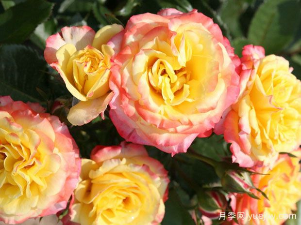 热带小柑橘月季/热带蜜橘/热情克莱门汀(图1)