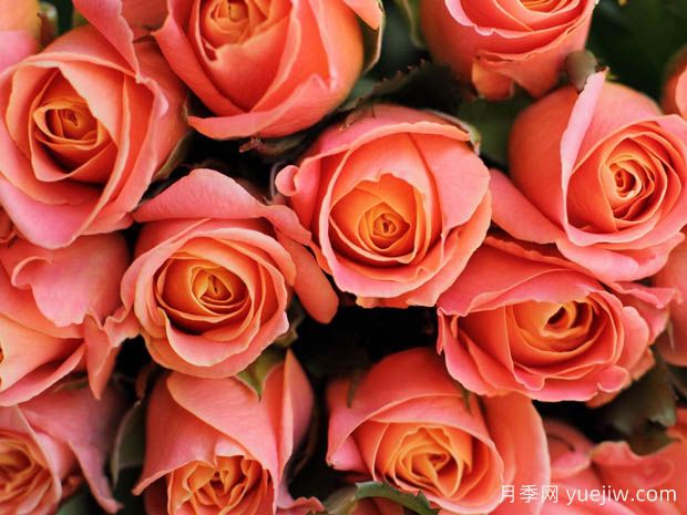 珊瑚礁月季(图2) 珊瑚礁月季(图2)