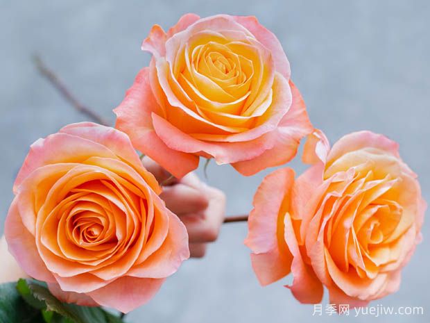 珊瑚礁月季(图1) 珊瑚礁月季(图1)