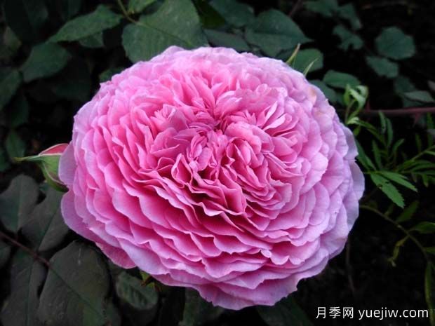 扇子月季(图1) 扇子月季(图1)