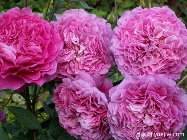 扇子月季(图2) 扇子月季(图2)