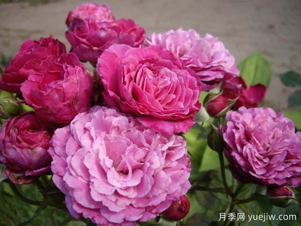 扇子月季(图3) 扇子月季(图3)