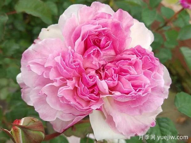 丝柔月季/天鹅绒/苏尤(图1) 丝柔月季/天鹅绒/苏尤(图1)