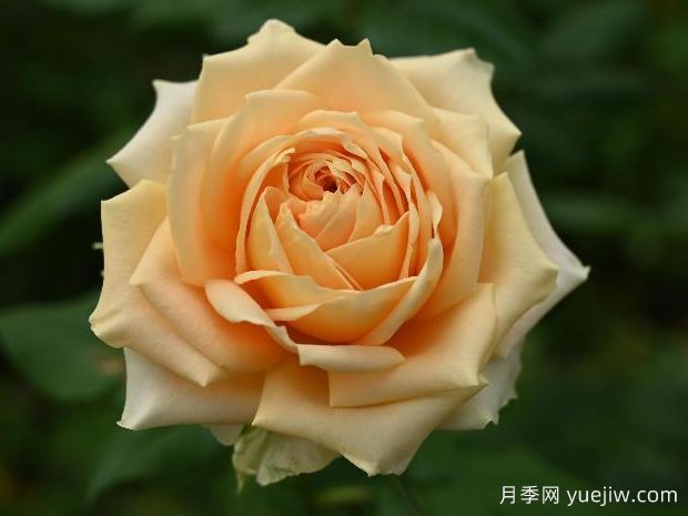 辛德瑞拉月季(图1) 辛德瑞拉月季(图1)