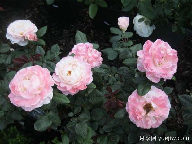 英国小姐月季/思念月季(图2) 英国小姐月季/思念月季(图2)