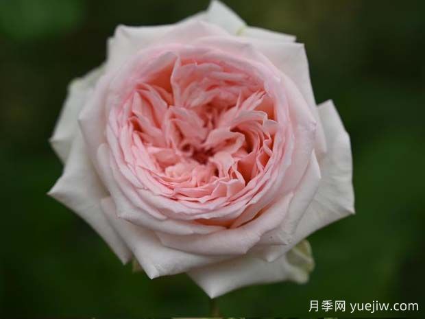 含香月季(图1) 含香月季(图1)