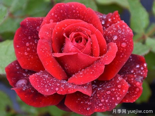 唐璜月季(图1) 唐璜月季(图1)