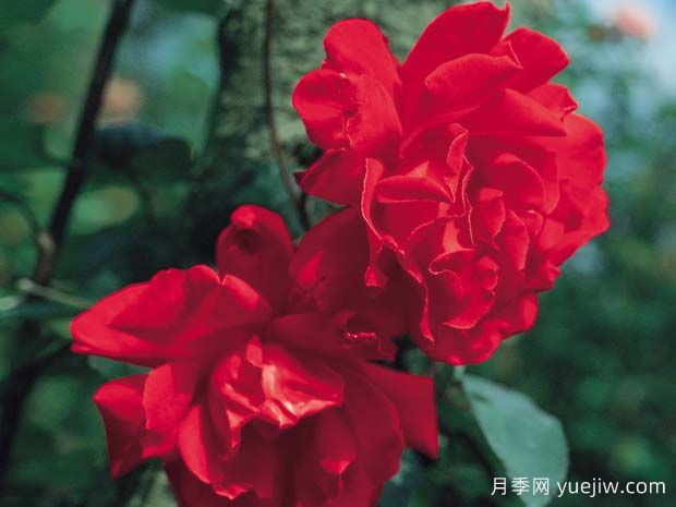 唐璜月季(图2) 唐璜月季(图2)
